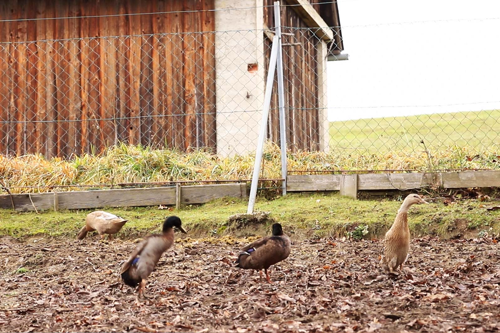 Enten