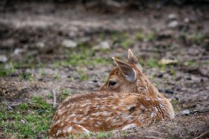 roe-deer-3627614_1920